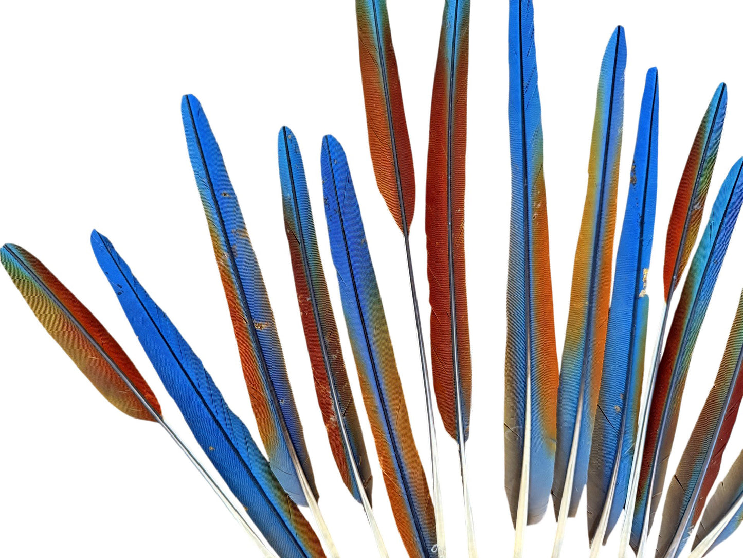 Complete Set of 15 -9-13" Imperfect Hybrid Ombre Greenwing Macaw Tail Super Long Feather -Rare-