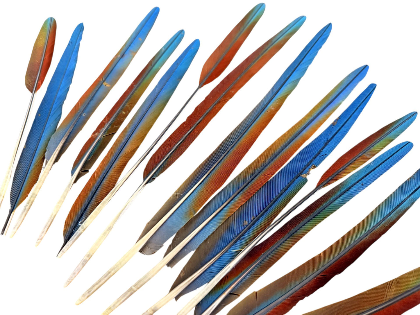 Complete Set of 15 -9-13" Imperfect Hybrid Ombre Greenwing Macaw Tail Super Long Feather -Rare-