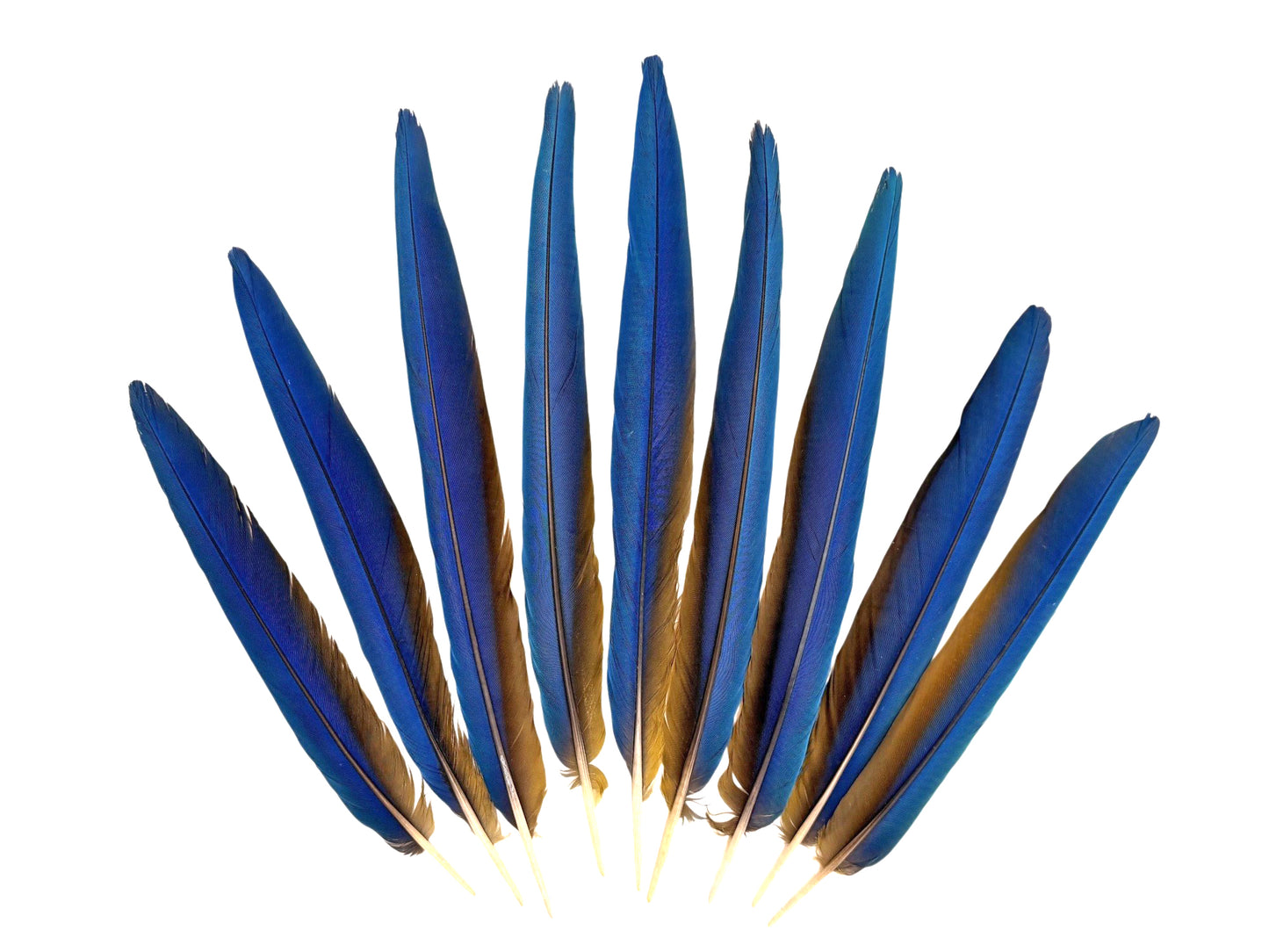 Set of 9 Macaw Tail Feathers - 13-18"  Iridescent Blue & Gold Macaw Tail Feather Set - Rare-
