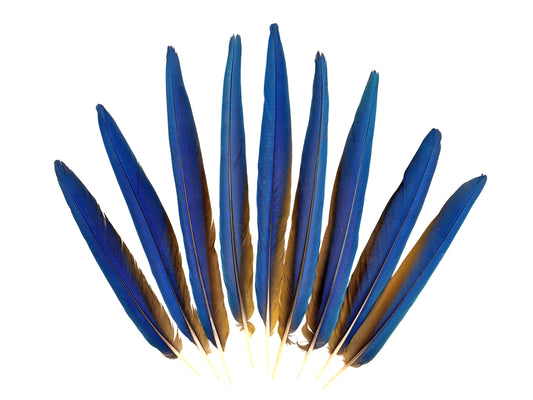 Set of 9 Macaw Tail Feathers - 13-18"  Iridescent Blue & Gold Macaw Tail Feather Set - Rare-