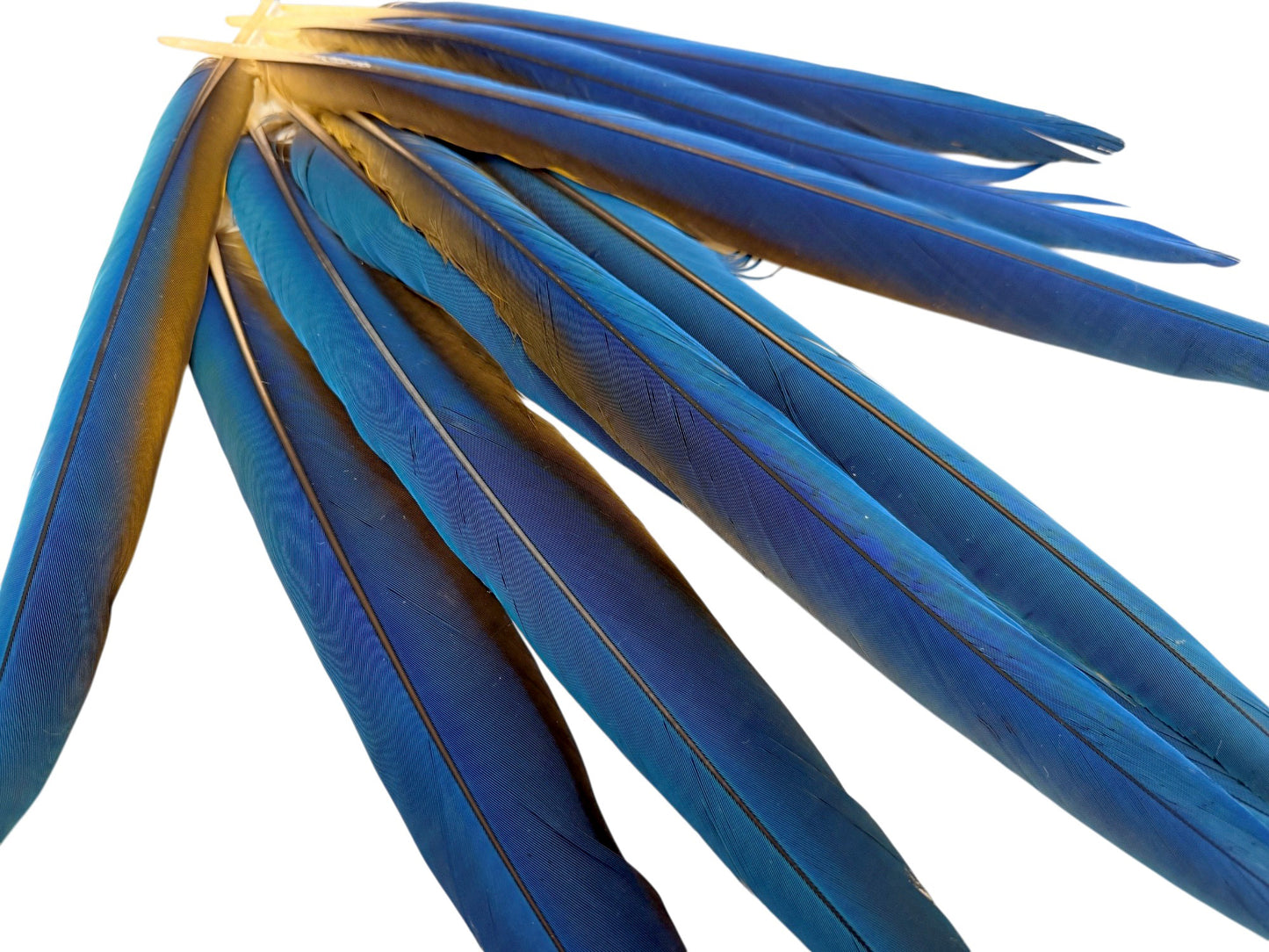 Set of 9 Macaw Tail Feathers - 13-18"  Iridescent Blue & Gold Macaw Tail Feather Set - Rare-