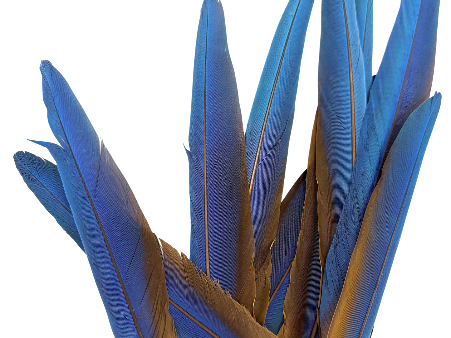 Set of 9 Macaw Tail Feathers - 13-18"  Iridescent Blue & Gold Macaw Tail Feather Set - Rare-