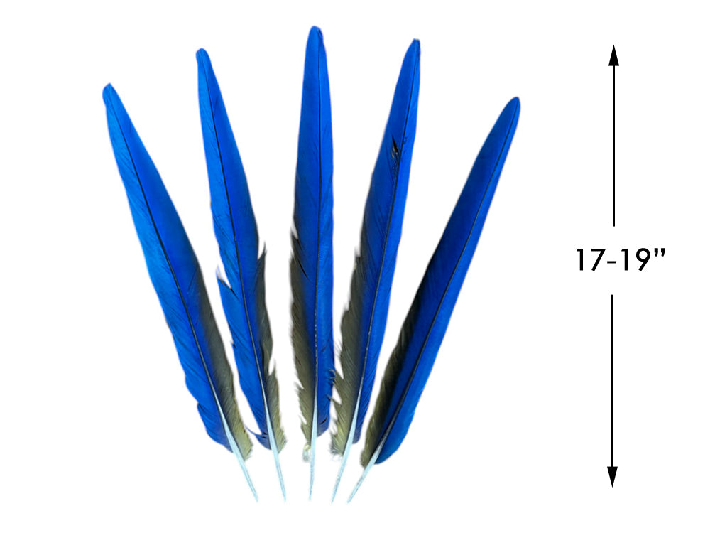 Set of 5 Macaw Tail Feathers - 17-19"  Iridescent Blue And Gold Macaw Tail Feather Set - Rare-