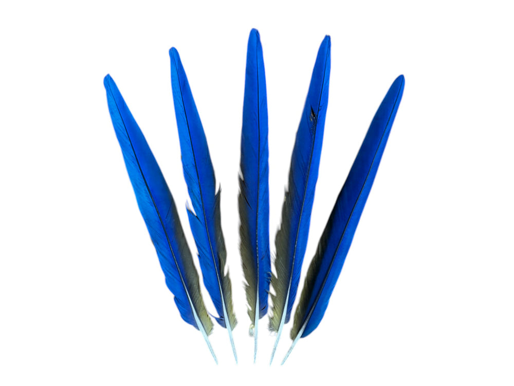 Set of 5 Macaw Tail Feathers - 18-22"  Iridescent Blue And Gold Macaw Tail Feather Set - Rare-
