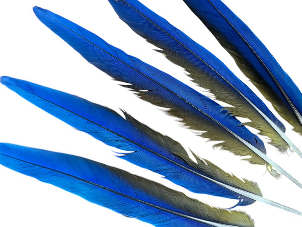 Set of 5 Macaw Tail Feathers - 18-22"  Iridescent Blue And Gold Macaw Tail Feather Set - Rare-