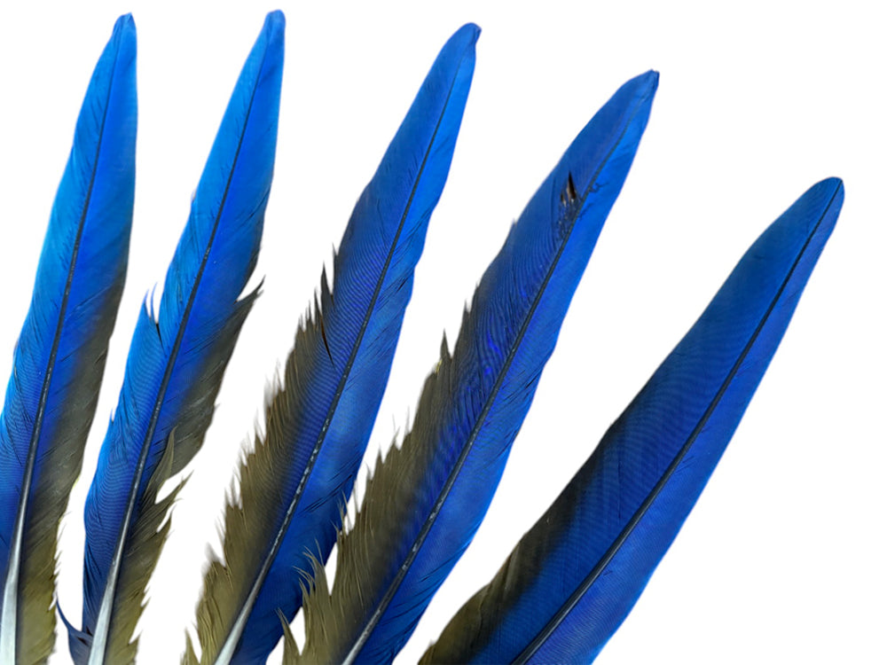 Set of 5 Macaw Tail Feathers - 18-22"  Iridescent Blue And Gold Macaw Tail Feather Set - Rare-
