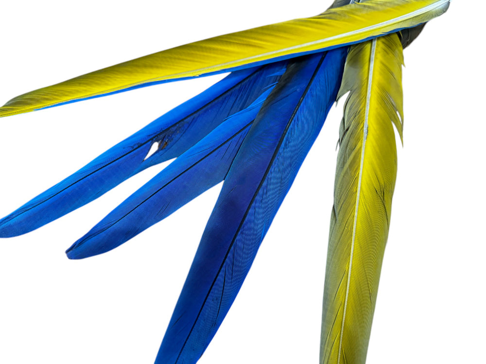 Lot #1 of 12 Blue and Gold 2024 Macaw Secondary Flight Feathers, Craft Feathers, Teal Blue, Gold, Brilliant, Mardi Gras, Hat, Mask, Millinery