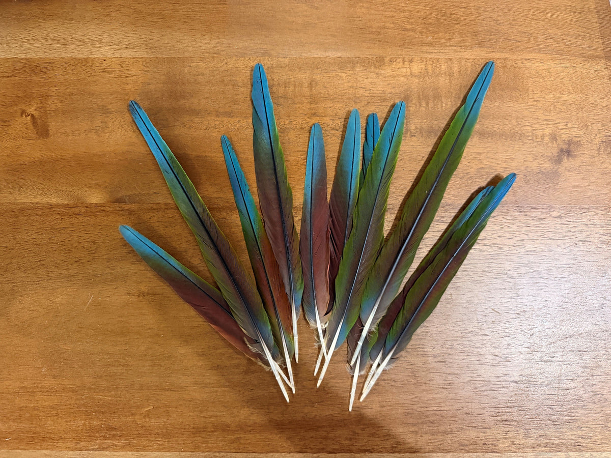 4 Pieces - 6-10" Tri Color Ombre Hybrid Macaw Small Tail Feathers - Rare-