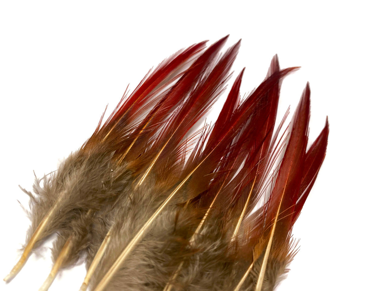 10 Pieces - 4-6" Natural Red Golden Pheasant Red Tip Loose Pointy Feathers