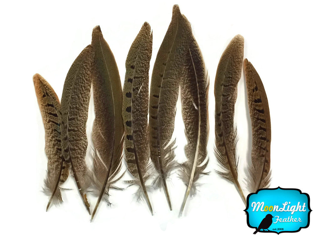 10 Pieces - 4-6" Natural Ringneck Pheasant Tail Feathers