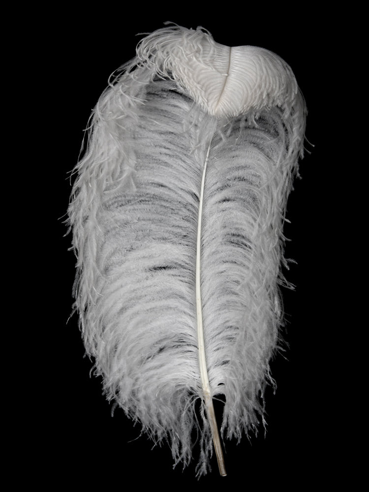1/2 Lb - 18-24" White Prime Grade Large Ostrich Wing Plume Wholesale Feathers (Bulk)