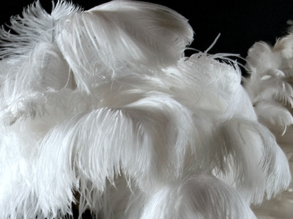 1/2 Lb. - 29-35" White X-Large Ostrich Wing Plumes Wholesale Feathers (Bulk)