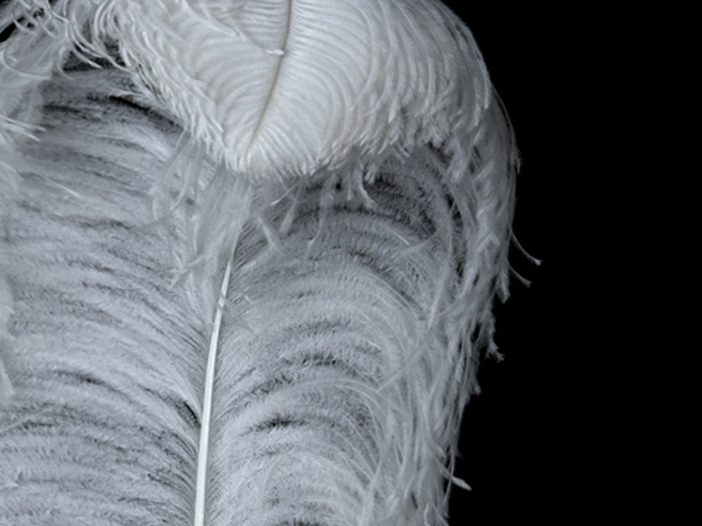 1/2 Lb. - 25-29" White X-Large Ostrich Wing Plumes Wholesale Feathers (Bulk)