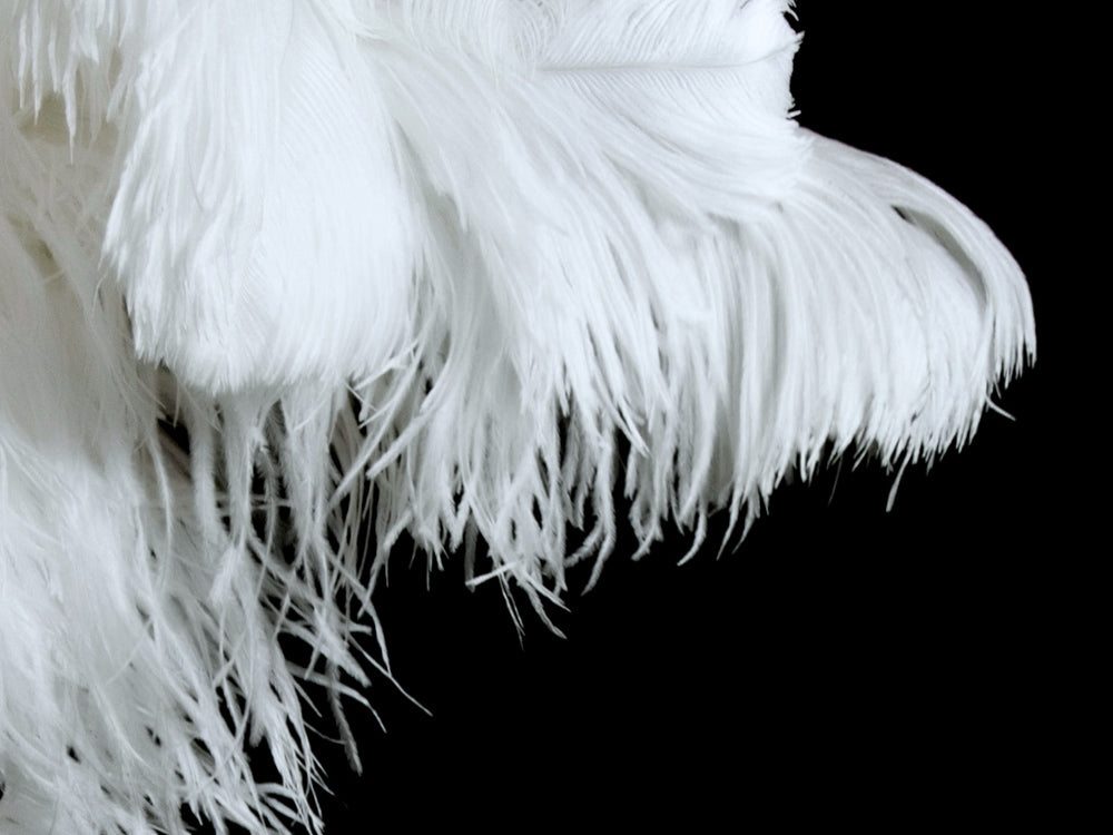 1/2 Lb - 18-24" White Prime Grade Large Ostrich Wing Plume Wholesale Feathers (Bulk)