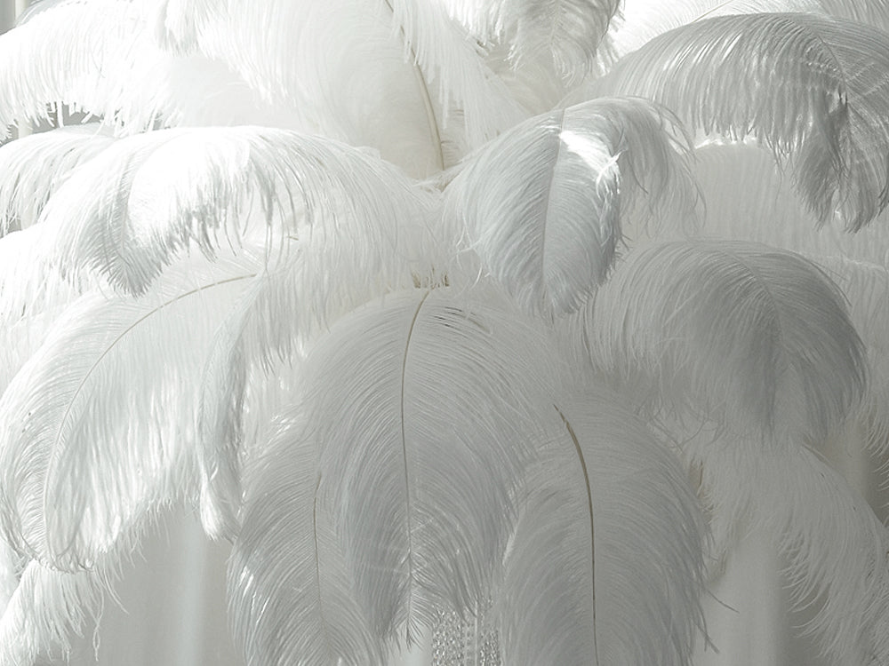 1/2 Lb - 18-24" White Prime Grade Large Ostrich Wing Plume Wholesale Feathers (Bulk)