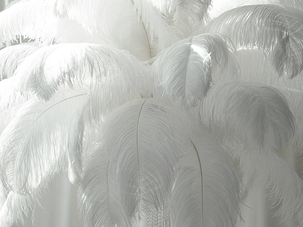 10 Pieces - 18-24" Snow White Large Prime Grade Ostrich Wing Plume Centerpiece Feathers