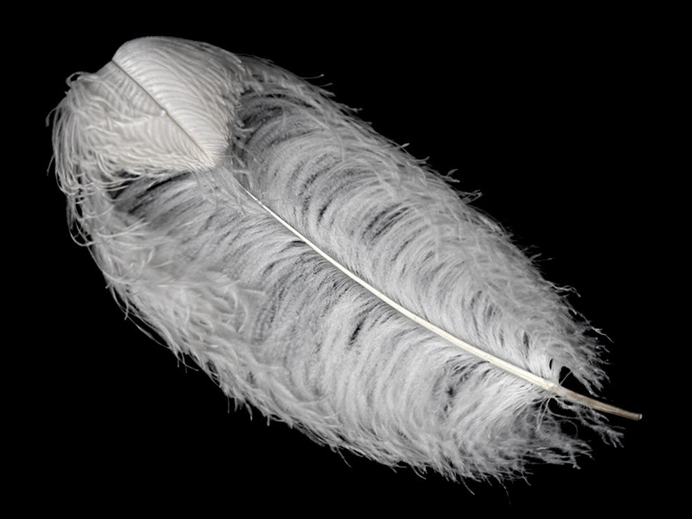 1/2 lb. - 16-18" White Grade #1 Large Ostrich Wing Plumes Wholesale Feather (Bulk)