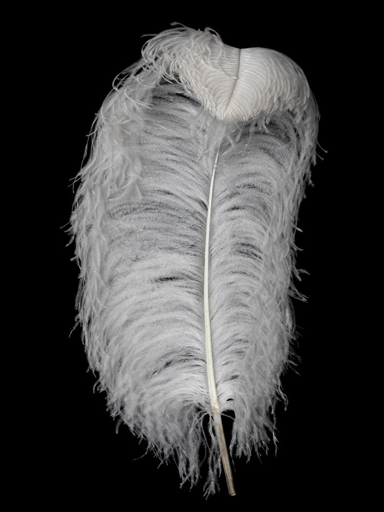 10 Pieces - 18-24" Snow White Large Prime Grade Ostrich Wing Plume Centerpiece Feathers