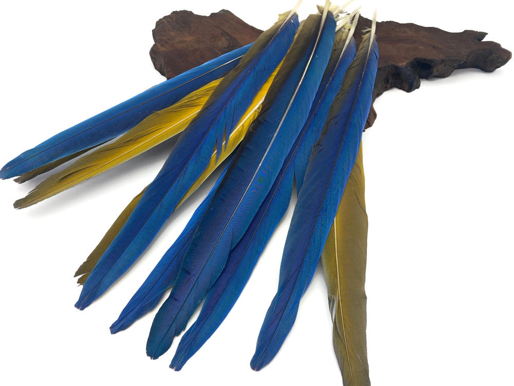 7 Tails Feather Set -  14-16" Iridescent Blue And Yellow Macaw Tail Feather Set - Rare-