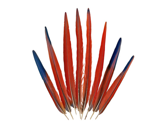 Set of 8 Tails Feathers - 14-24" Iridescent Red Scarlet Macaw Long Tail Feather Set - Rare-
