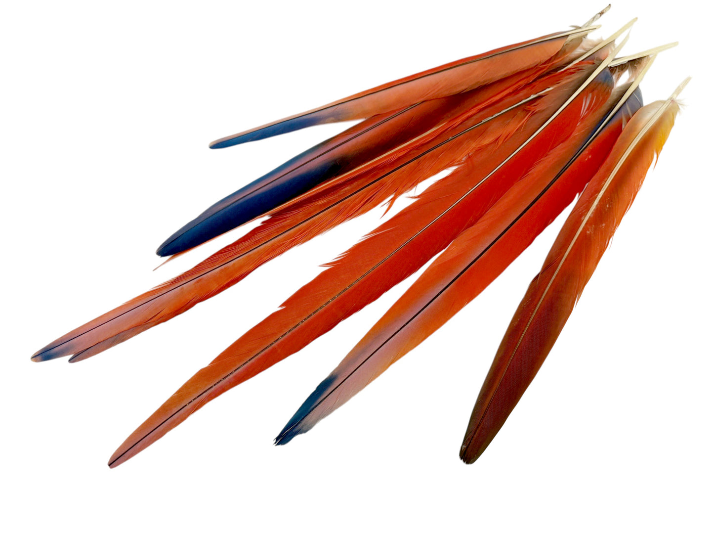 Set of 8 Tails Feathers - 14-24" Iridescent Red Scarlet Macaw Long Tail Feather Set - Rare-