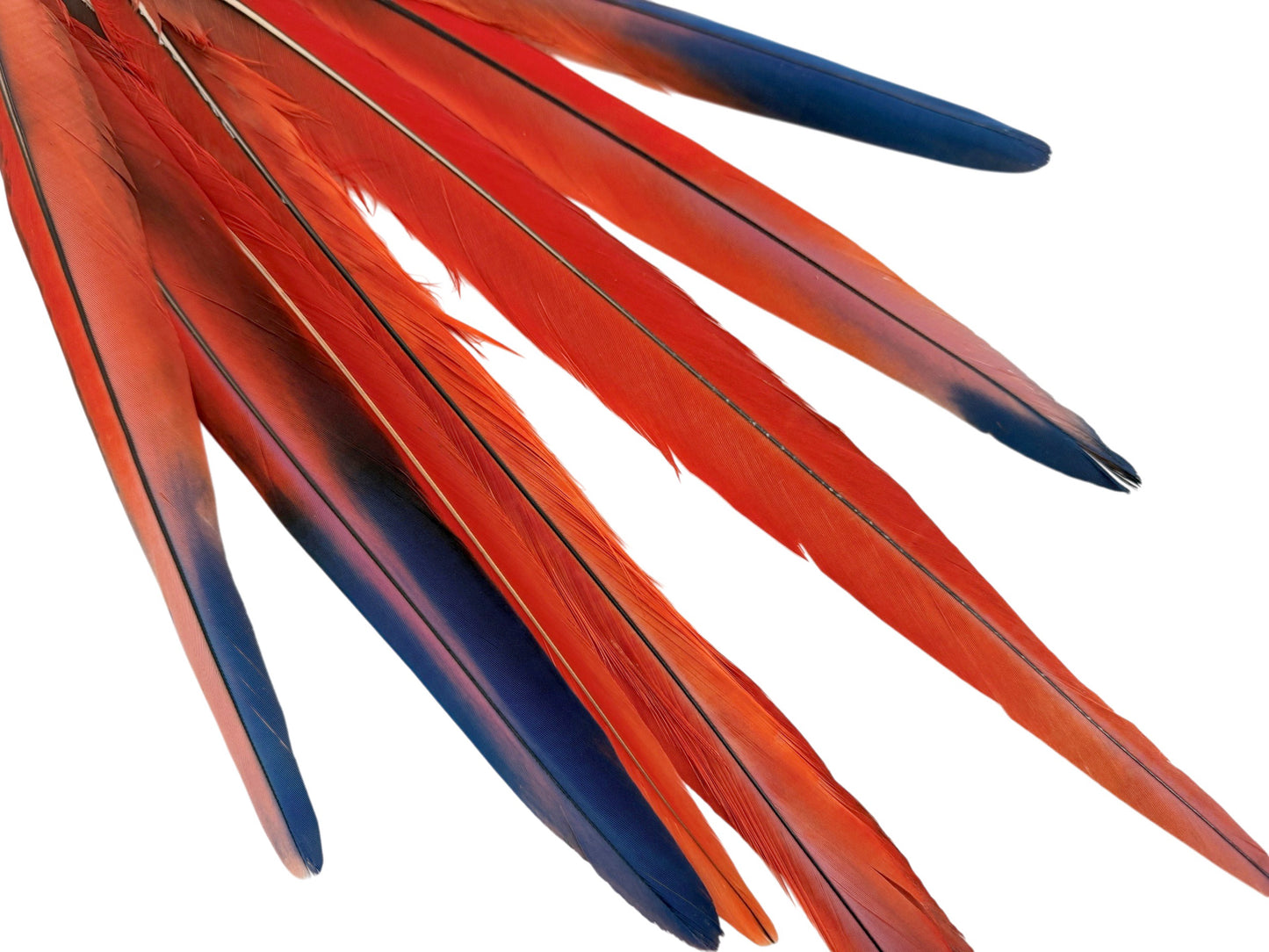 Set of 8 Tails Feathers - 14-24" Iridescent Red Scarlet Macaw Long Tail Feather Set - Rare-