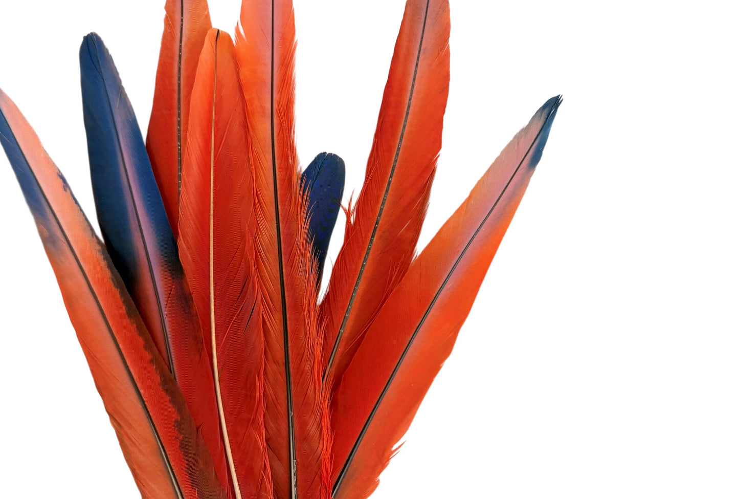 Set of 8 Tails Feathers - 14-24" Iridescent Red Scarlet Macaw Long Tail Feather Set - Rare-