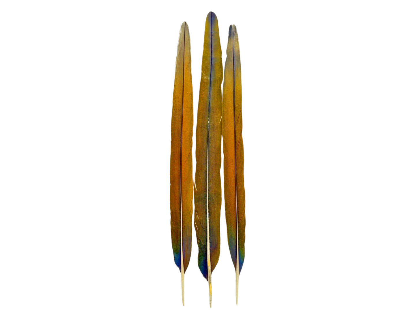 Set of 3 Tail Feathers - 22-23" Ultra Rare Natural Golden Camelot Ombre Hybrid Macaw Tail Feathers Set - Rare