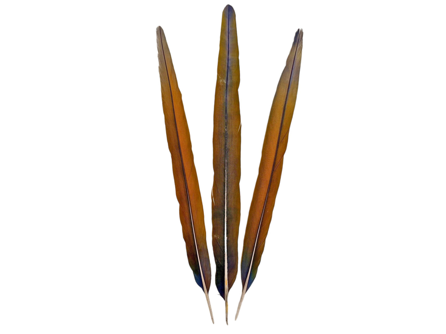 Set of 3 Tail Feathers - 22-23" Ultra Rare Natural Golden Camelot Ombre Hybrid Macaw Tail Feathers Set - Rare