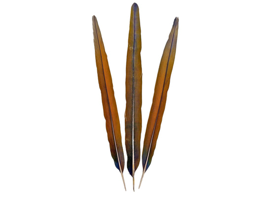 Set of 3 Tail Feathers - 22-23" Ultra Rare Natural Golden Camelot Ombre Hybrid Macaw Tail Feathers Set - Rare