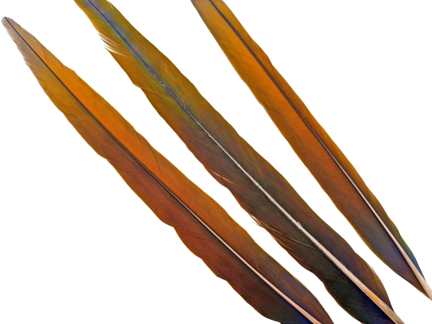 Set of 3 Tail Feathers - 22-23" Ultra Rare Natural Golden Camelot Ombre Hybrid Macaw Tail Feathers Set - Rare