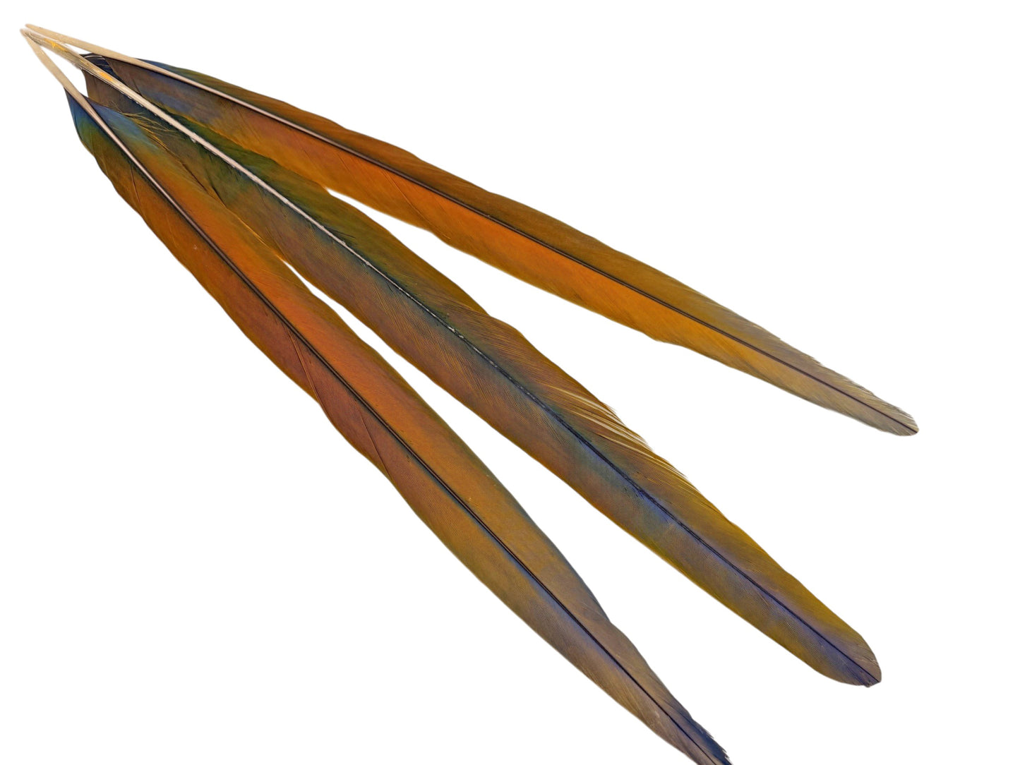 Set of 3 Tail Feathers - 22-23" Ultra Rare Natural Golden Camelot Ombre Hybrid Macaw Tail Feathers Set - Rare