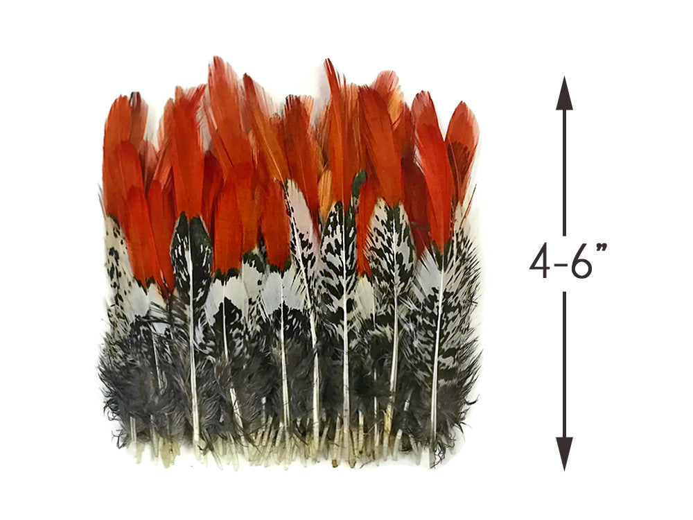 5 Pieces - 4-6" Short Natural Orange Tips Lady Amherst Pheasant Feather