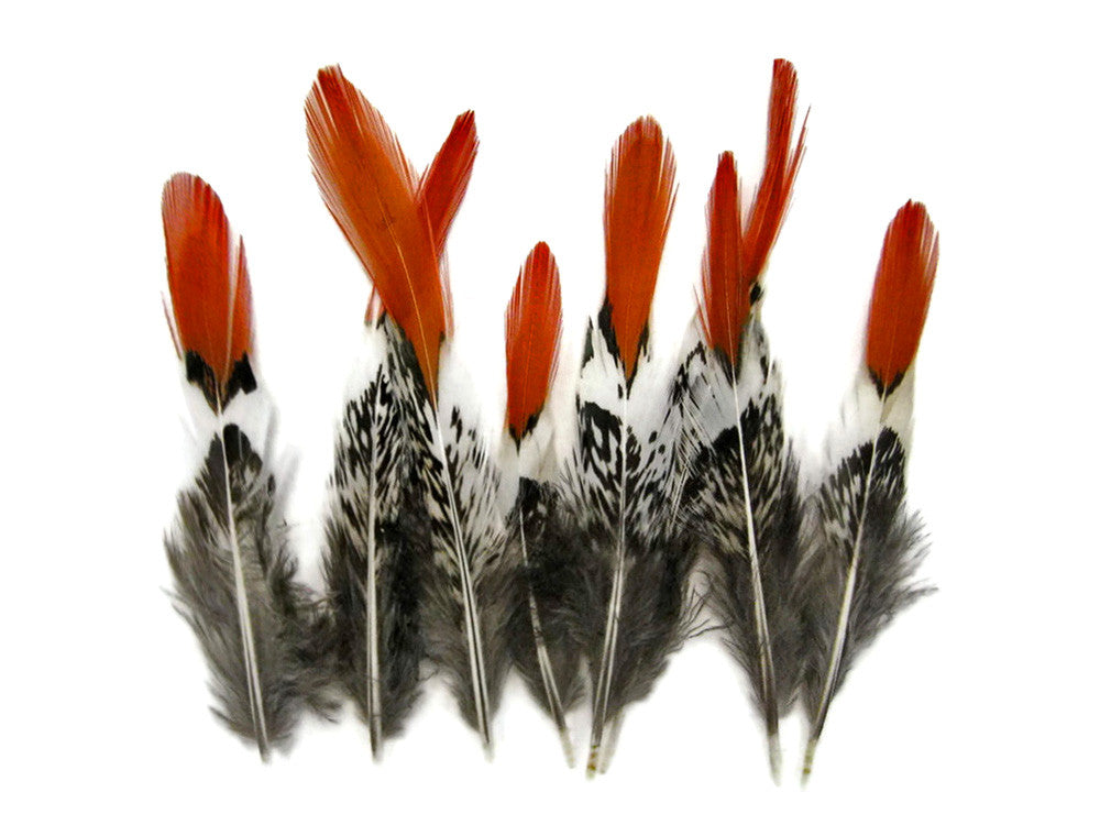 5 Pieces - 4-6" Short Natural Orange Tips Lady Amherst Pheasant Feather