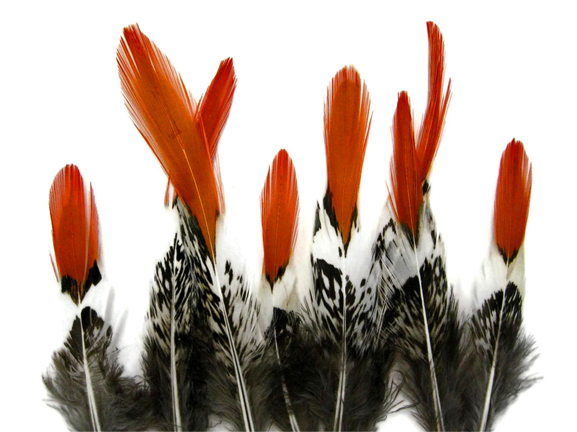 5 Pieces - 4-6" Short Natural Orange Tips Lady Amherst Pheasant Feather