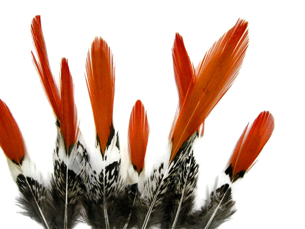 5 Pieces - 4-6" Short Natural Orange Tips Lady Amherst Pheasant Feather