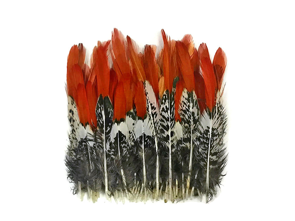 5 Pieces - 4-6" Short Natural Orange Tips Lady Amherst Pheasant Feather