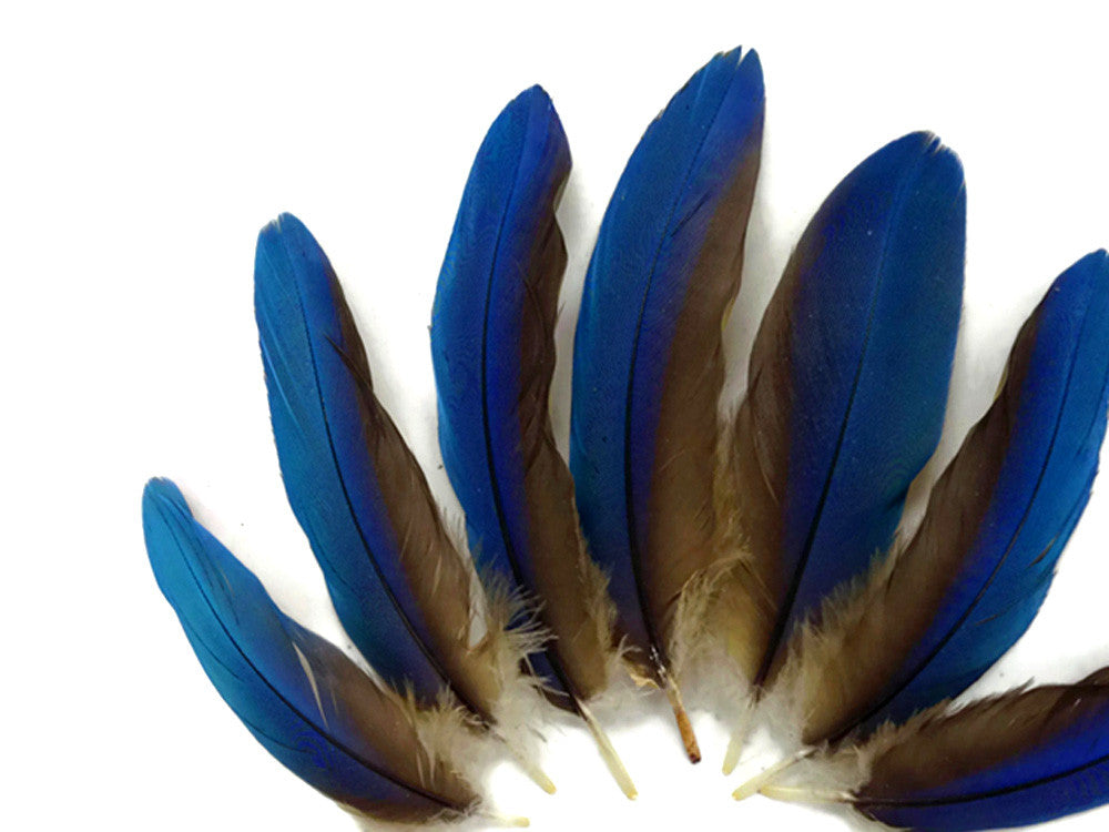 4 Pieces - Blue Greenwing Macaw Small Wing Feathers - Rare -