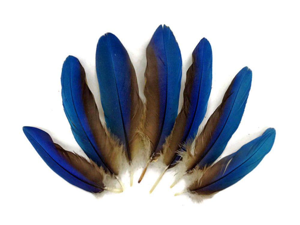 4 Pieces - Blue Greenwing Macaw Small Wing Feathers - Rare -