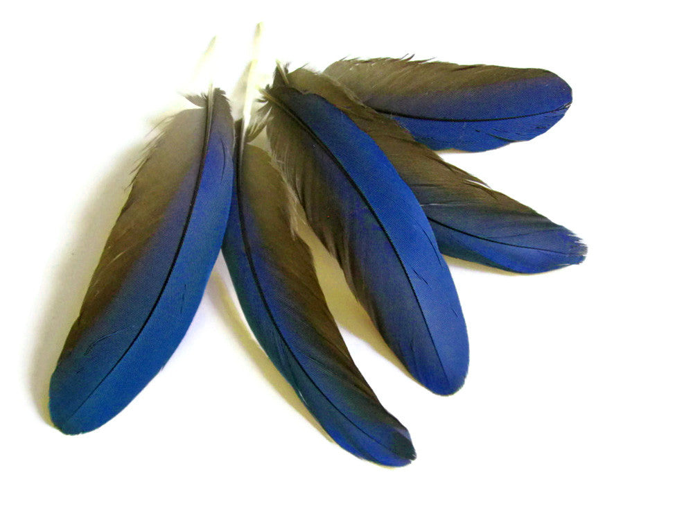 4 Pieces - Blue Greenwing Macaw Small Wing Feathers - Rare -