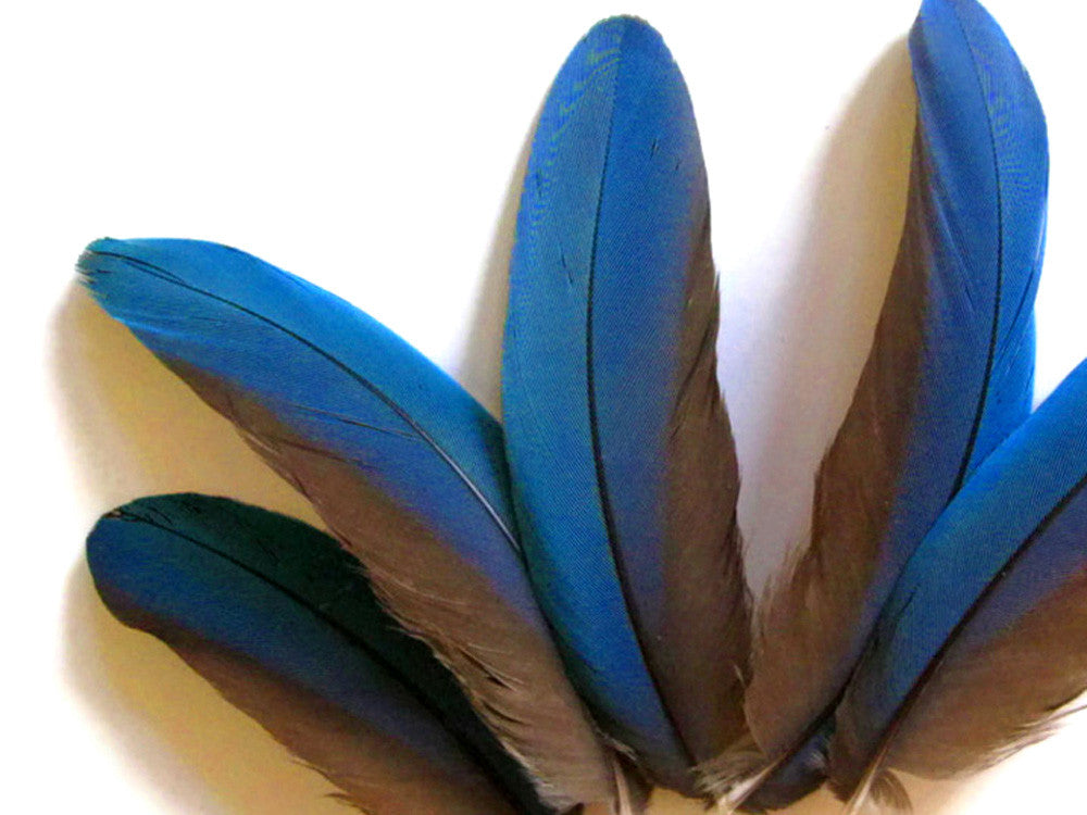 4 Pieces - Blue Greenwing Macaw Small Wing Feathers - Rare -