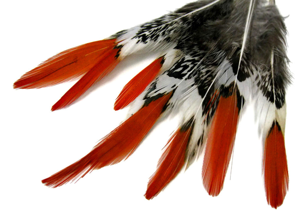 5 Pieces - 6-8" Medium Natural Orange Tips Lady Amherst Pheasant Feather