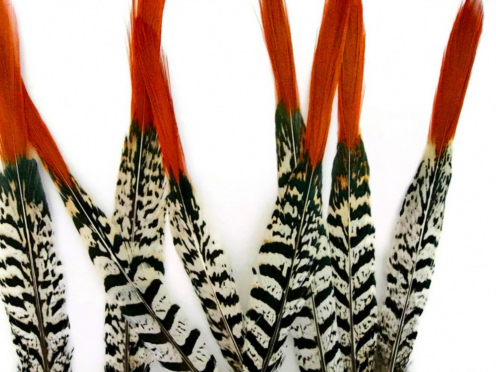 5 Pieces - 6-8" Medium Natural Orange Tips Lady Amherst Pheasant Feather