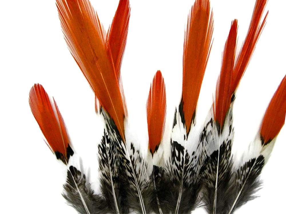 5 Pieces - 6-8" Medium Natural Orange Tips Lady Amherst Pheasant Feather