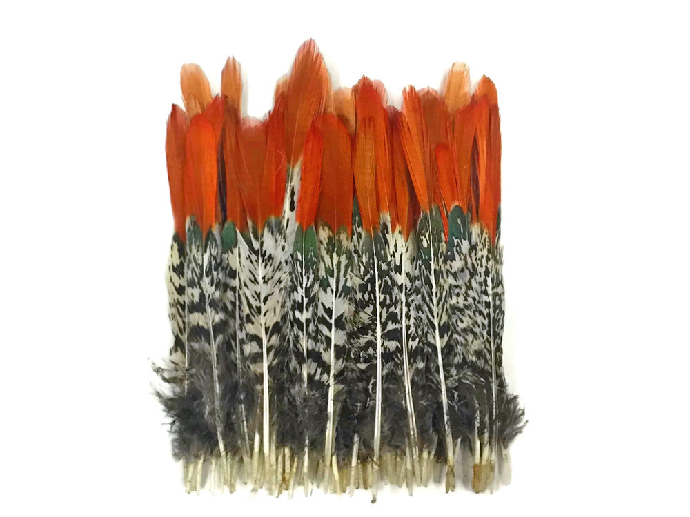 5 Pieces - 6-8" Medium Natural Orange Tips Lady Amherst Pheasant Feather