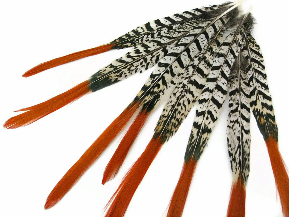 5 Pieces - 8-10" Long Natural Orange Tips Lady Amherst Pheasant Feather