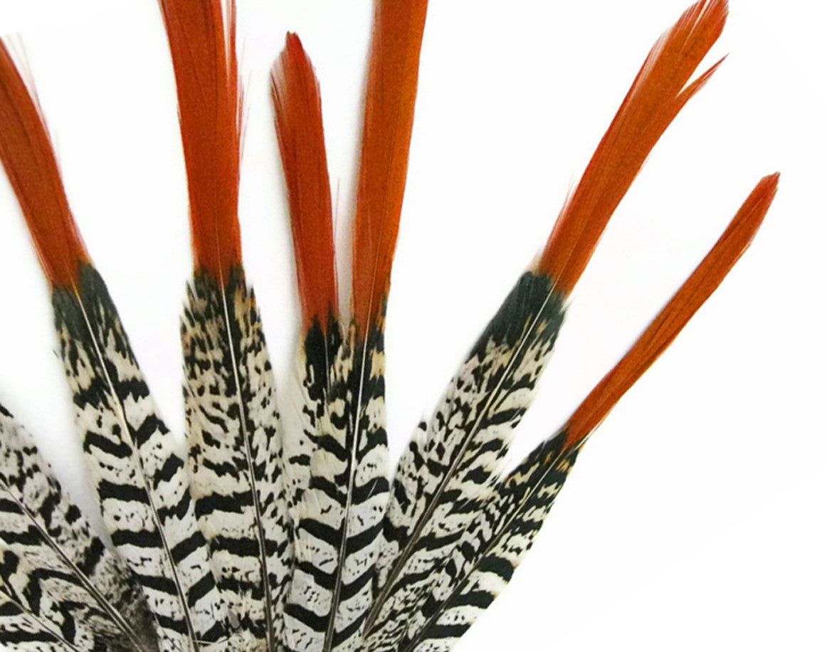 5 Pieces - 8-10" Long Natural Orange Tips Lady Amherst Pheasant Feather