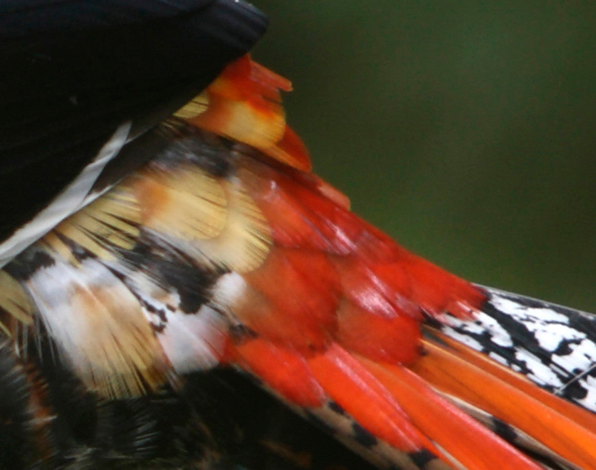 5 Pieces - 6-8" Medium Natural Orange Tips Lady Amherst Pheasant Feather