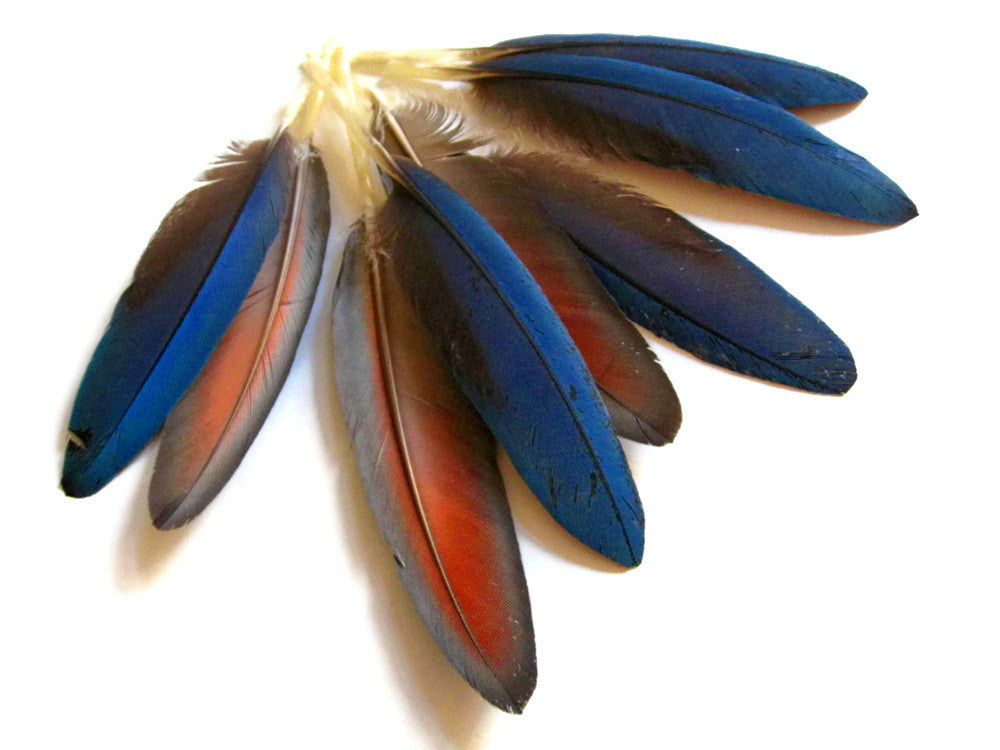 4 Pieces - Small Natural Blue Scarlet Macaw Wing Rare Feathers