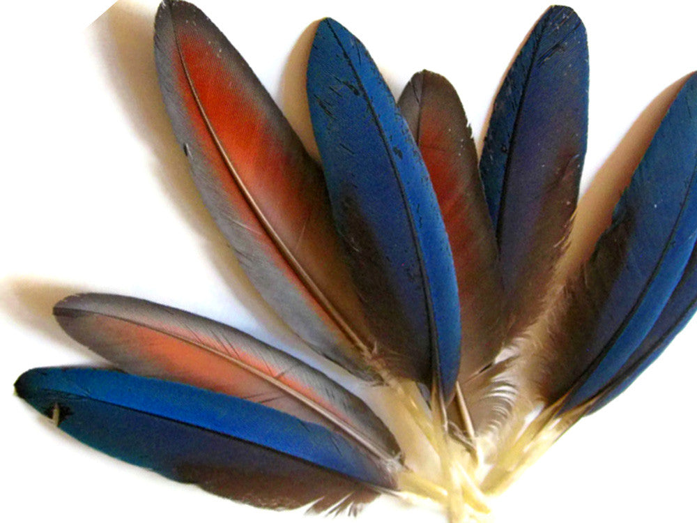 4 Pieces - Small Natural Blue Scarlet Macaw Wing Rare Feathers